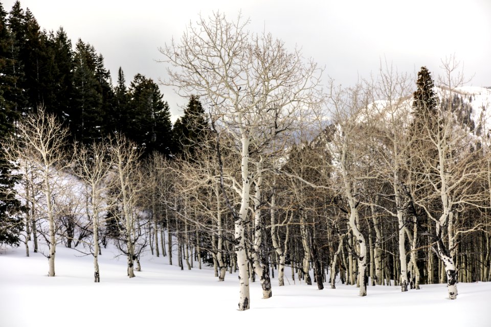brown trees on snow covered ground during daytime
