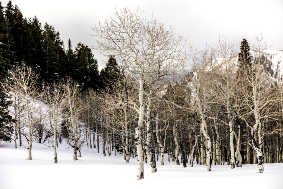 brown trees on snow covered ground during daytime photo