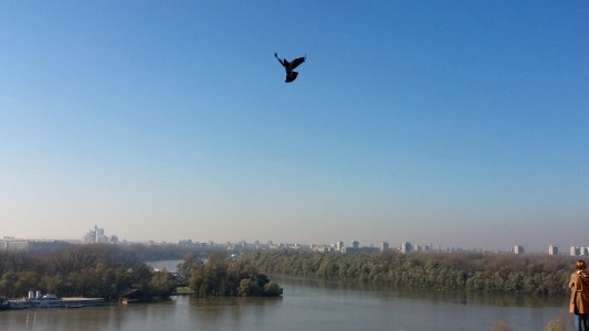 Belgrade, Serbia, Birds