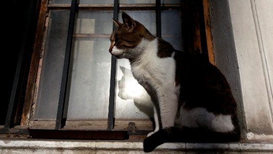 Belgrade, Serbia, Felines