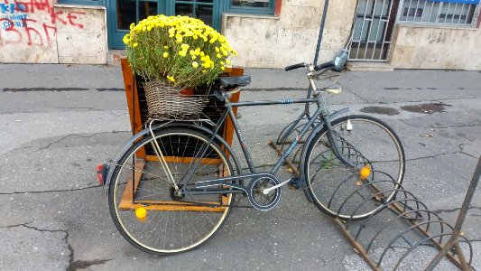 Street, Flowers, Bicycle