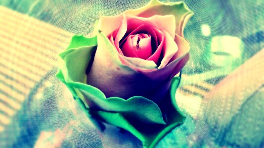 Flora flower rose
