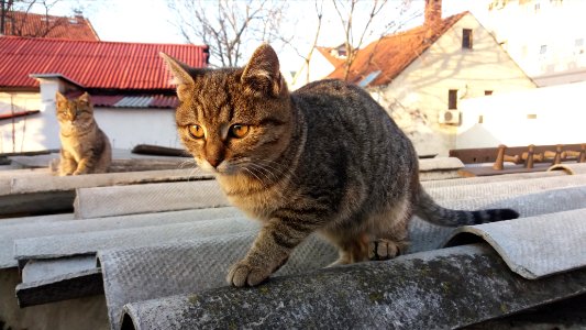 Belgrade, Serbia, Felines photo