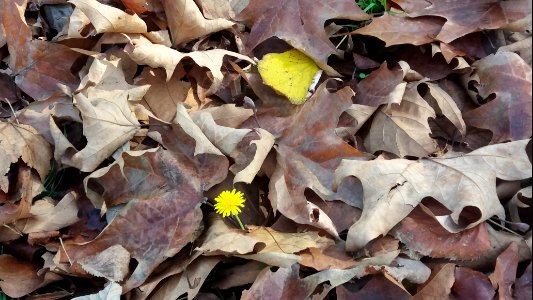 Belgrade, Serbia, Fall photo