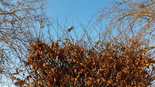 Belgrade, Serbia, Birds