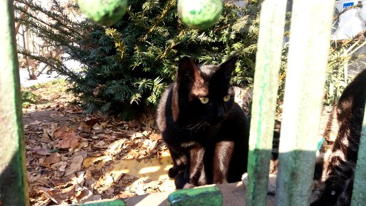 Belgrade, Serbia, Animals
