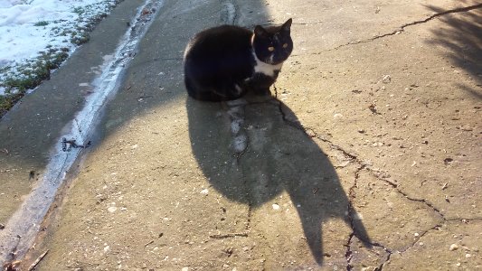 Belgrade, Serbia, Animals