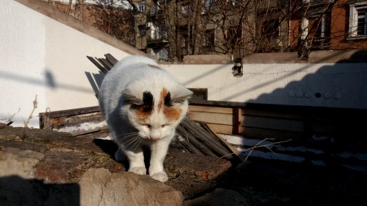Belgrade, Serbia, Felines
