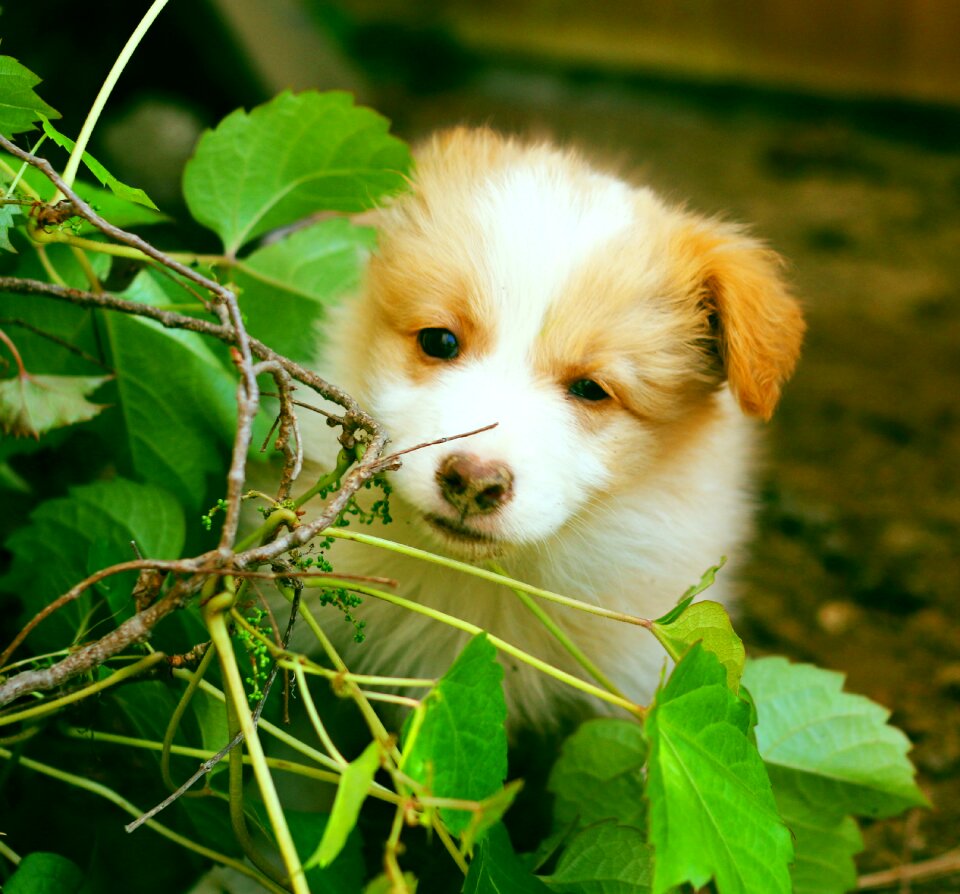 Gyeonggi do guangzhou dog hotel