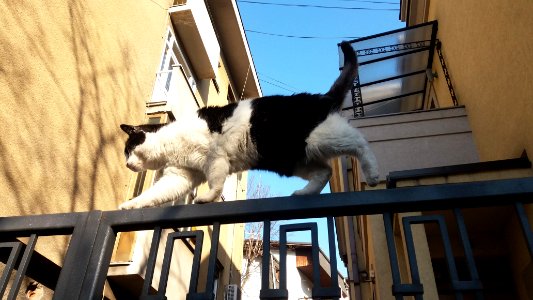 Belgrade, Serbia, Animals