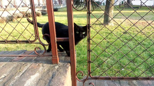 Belgrade, Serbia, Animals