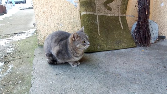 Belgrade, Serbia, Animals
