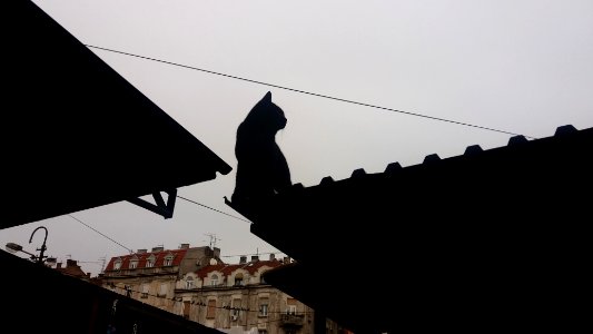 Belgrade, Serbia, Felines
