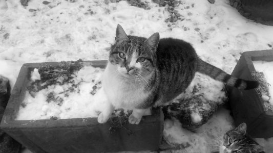 Belgrade, Serbia, Felines