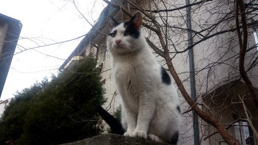 Belgrade, Serbia, Cats