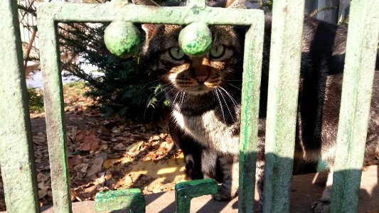 Belgrade, Serbia, Felines