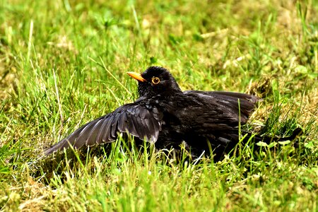 Rest songbird nature photo