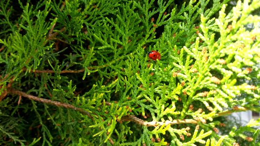 Belgrade, Serbia, Ladybug