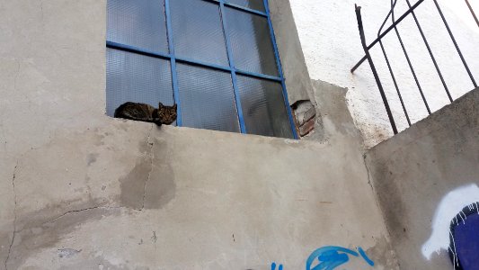 Belgrade, Serbia, Animals