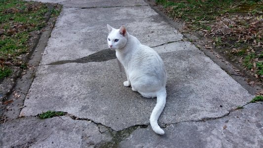 Belgrade, Serbia, Animals