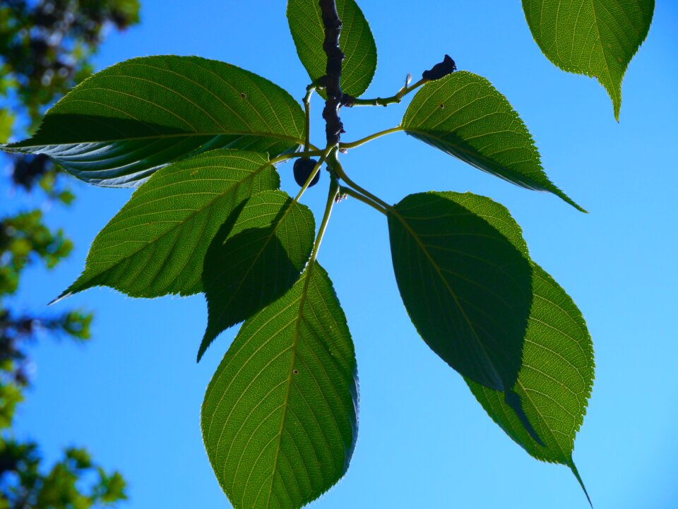 Leaf green otsu park