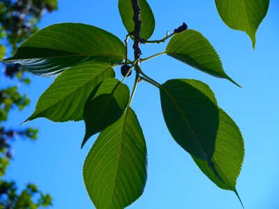 Leaf green otsu park