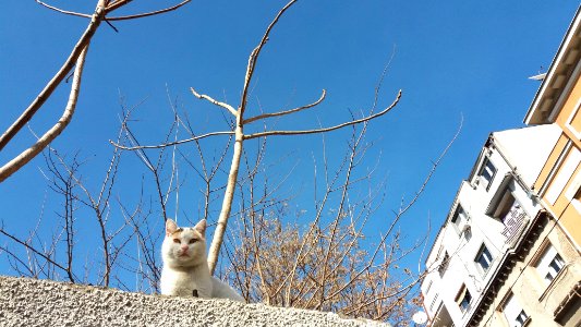 Belgrade, Serbia, Cats
