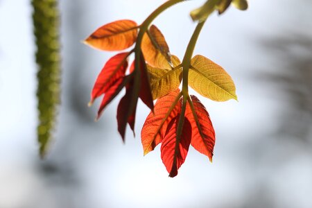 Plant flowers beautiful