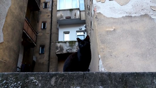 Belgrade, Serbia, Felines