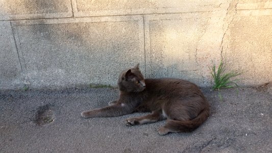 Belgrade, Serbia, Felines