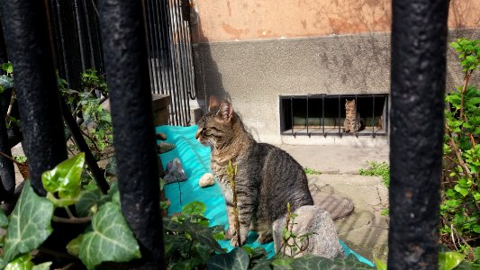 Belgrade, Serbia, Animals