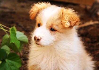 Gyeonggi do guangzhou dog hotel