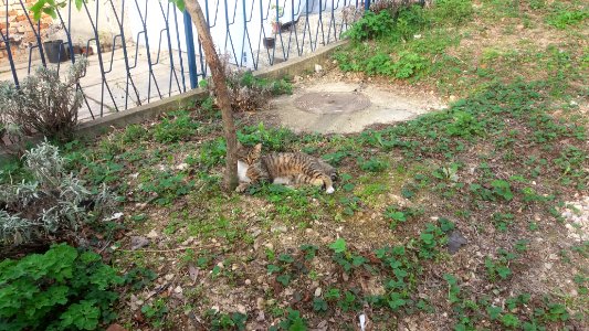 Belgrade, Serbia, Felines