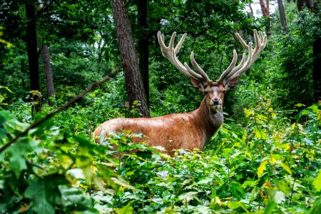 brown deer on grass area