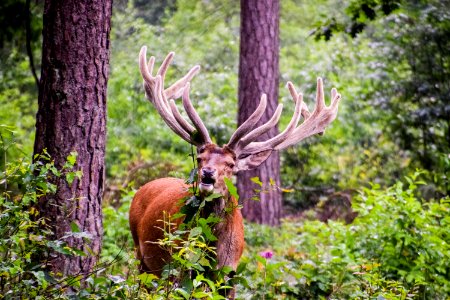 moose eating plant near trees photo