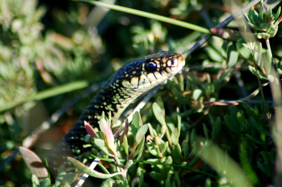 Sardinia, Italy, Animal