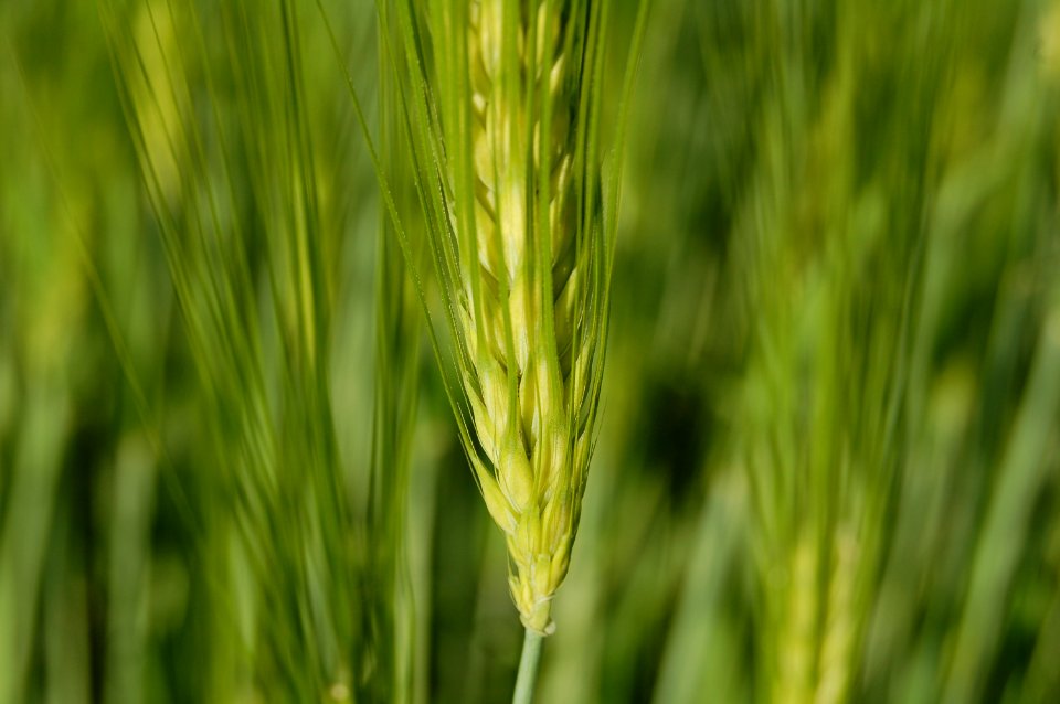 Corsico, Italy, Green