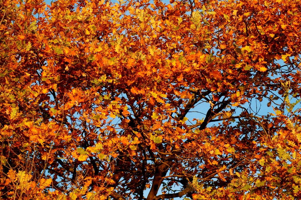 Corsico, Italy, Tree