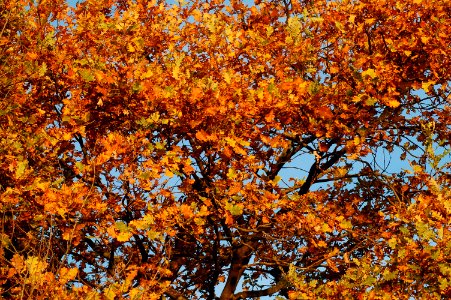 Corsico, Italy, Tree