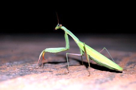 Thessalia, Greece, Insect