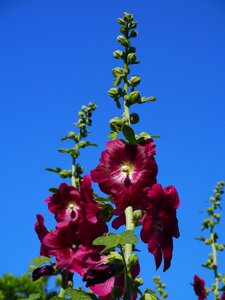 Akane red purple flowers