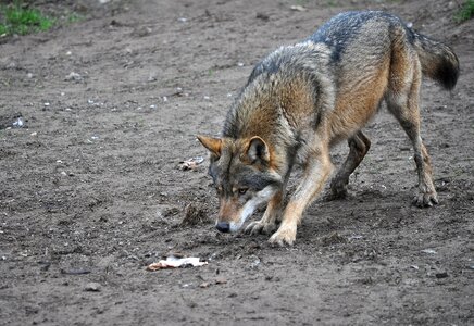 Predator prey feeding
