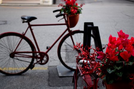 Ferrara, Italy, Street life photo