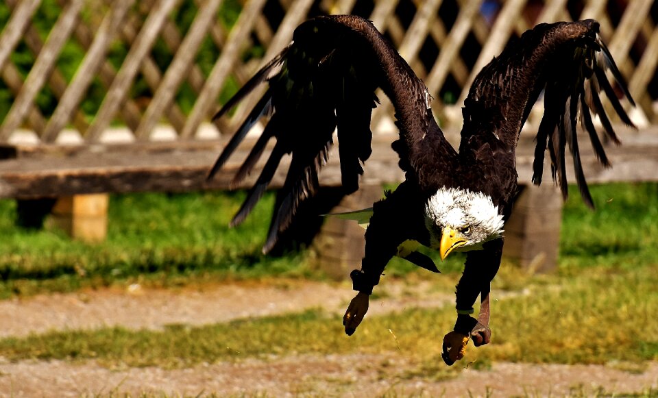 Raptor bald eagle bird of prey