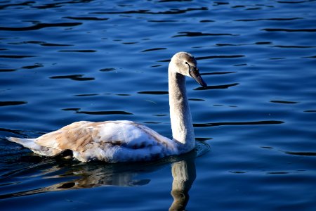 River adda, Italy, Blue