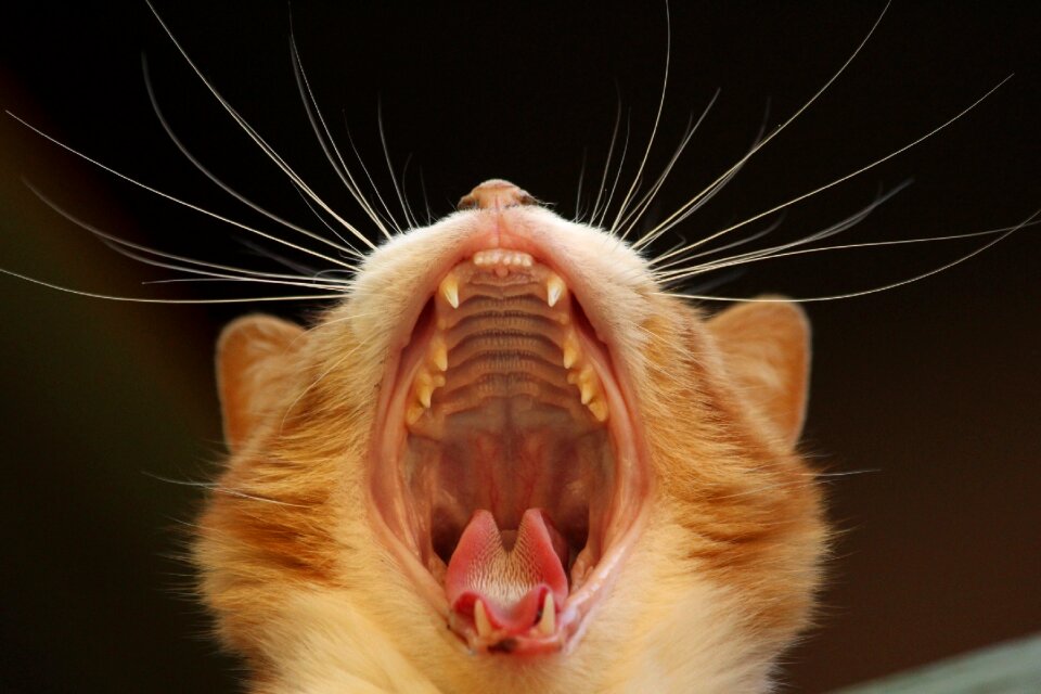 Close up whiskers mouth