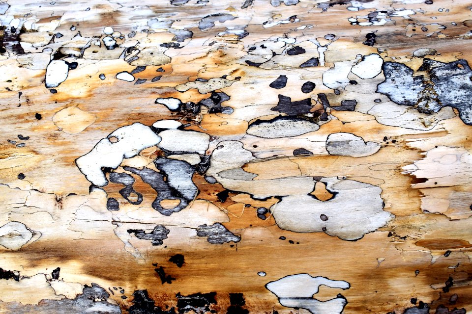 Texture, Lacona, Italy