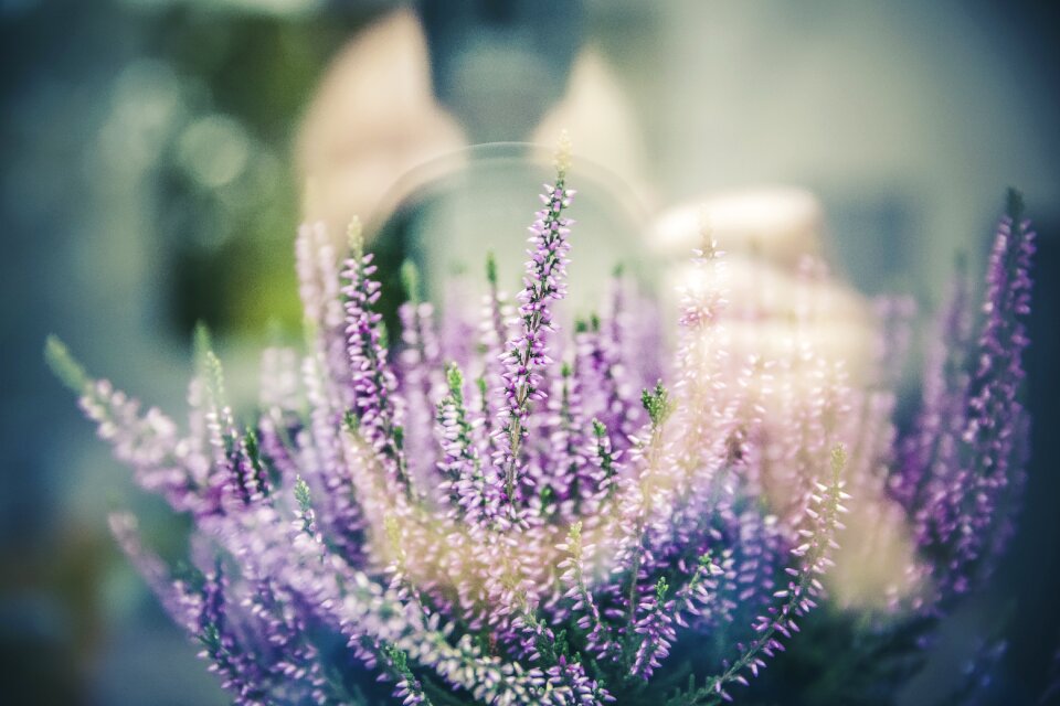 Plant flowers flower