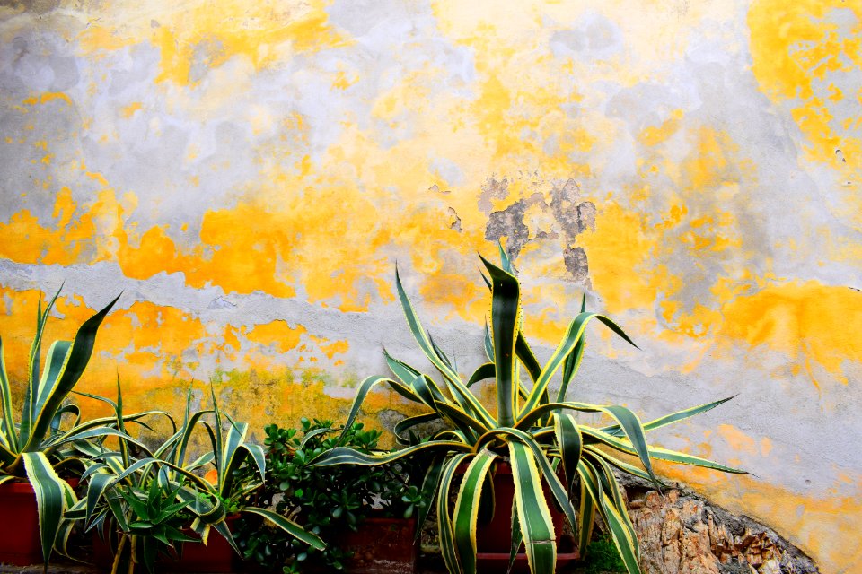 green and yellow plant on brown clay pot