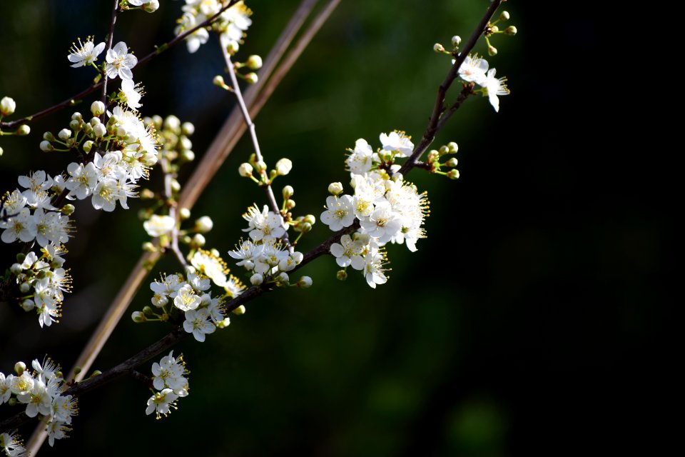 Flowers, Tree